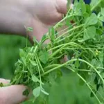 تعبیر خواب خوردن یونجه برای زن متاهل و باردار و دختر مجرد از روانشناسی