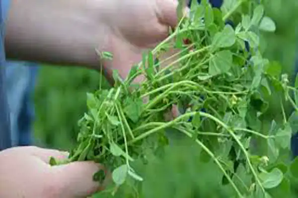 تعبیر خواب خوردن یونجه برای زن متاهل و باردار و دختر مجرد از روانشناسی