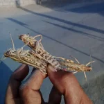 تعبیر کشتن ملخ در خواب برای زن متاهل و باردار و دختر مجرد از روانشناسی