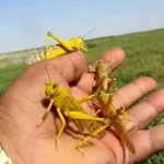 تعبیر دیدن کشتن ملخ در خواب برای زن متاهل و باردار و دختر مجرد از روانشناسی
