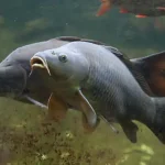 تعبیر خواب ماهی زنده در آب برای زن متاهل و باردار و دختر مجرد از روانشناسی