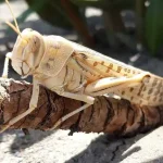 تعبیر خواب ملخ خاکستری برای زن متاهل و باردار و دختر مجرد از روانشناسی