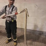 تعبیر خواب مار در خانه پدری برای زن متاهل و باردار و دختر مجرد از روانشناسی