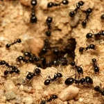 تعبیر خواب مورچه زیاد در خانه برای زن متاهل و باردار و دختر مجرد از روانشناسی