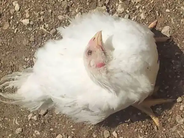تعبیر خواب مرغ کشته شده سفید برای زن متاهل و باردار و دختر مجرد از روانشناسی