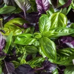 تعبیر خواب سبزی ریحان برای زن متاهل و باردار و دختر مجرد از روانشناسی