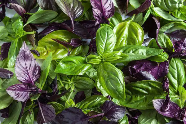 تعبیر خواب سبزی ریحان برای زن متاهل و باردار و دختر مجرد از روانشناسی