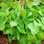 تعبیر خواب سبزی شاهی برای زن متاهل و باردار و دختر مجرد از روانشناسی