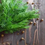 تعبیر خواب سبزی شوید برای زن متاهل و باردار و دختر مجرد از روانشناسی
