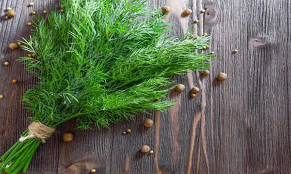 تعبیر خواب سبزی شوید برای زن متاهل و باردار و دختر مجرد از روانشناسی