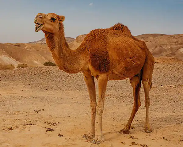 تعبیر خواب شتر بزرگ برای زن متاهل و باردار و دختر مجرد از روانشناسی