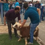 تعبیر خواب ذبح حضرت یوسف برای زن متاهل و باردار و دختر مجرد از روانشناسی