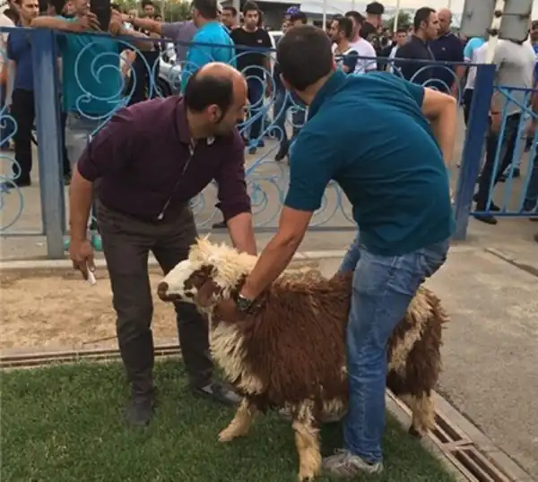 تعبیر خواب ذبح حضرت یوسف برای زن متاهل و باردار و دختر مجرد از روانشناسی