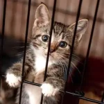 تعبیر خواب دیدن گربه در قفس برای زن متاهل و باردار و دختر مجرد از روانشناسی