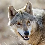 تعبیر خواب گرگ امام صادق برای زن متاهل و باردار و دختر مجرد از روانشناسی