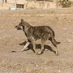 تعبیر خواب گرگ اهلی برای زن متاهل و باردار و دختر مجرد از روانشناسی