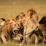 تعبیر خواب حمله شیر در خانه برای زن متاهل و باردار و دختر مجرد از روانشناسی