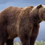 تعبیر خواب خرس سیاه و قهوه ای برای زن متاهل و باردار و دختر مجرد از روانشناسی