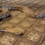 تعبیر خواب مار بزرگ در خانه برای زن متاهل و باردار و دختر مجرد از روانشناسی