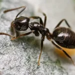 تعبیر خواب مورچه سیاه بزرگ برای زن متاهل و باردار و دختر مجرد از روانشناسی