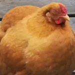 تعبیر خواب مرغ مریض برای زن متاهل و باردار و دختر مجرد از روانشناسی