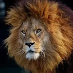 تعبیر خواب شیر امام صادق برای زن متاهل و باردار و دختر مجرد از روانشناسی