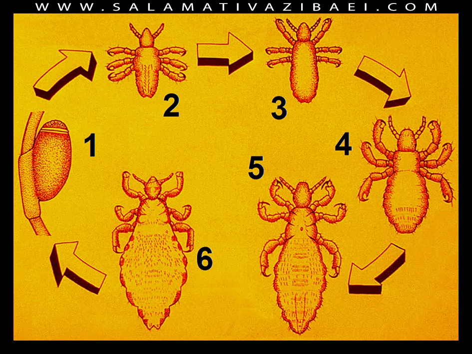 چرخه زندگی شپش سر