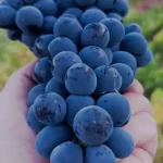 تعبیر خواب انگور سیاه برای شراب برای زن متاهل و باردار و دختر مجرد از روانشناسی