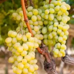 تعبیر خواب انگور حضرت یوسف برای زن متاهل و باردار و دختر مجرد از روانشناسی