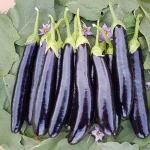 تعبیر خواب بادمجان روی بوته برای زن متاهل و باردار و دختر مجرد از روانشناسی