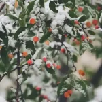 تعبیر خواب برف روی درخت برای زن متاهل و باردار و دختر مجرد از روانشناسی