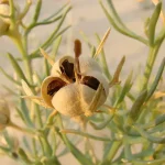تعبیر خواب اسپند چیدن در خواب برای زن متاهل و باردار و دختر مجرد از روانشناسی