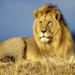 تعبیر خواب شیر در خانه برای زن متاهل و باردار و دختر مجرد از روانشناسی