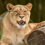 تعبیر خواب شیر ماده بزرگ برای زن متاهل و باردار و دختر مجرد از روانشناسی