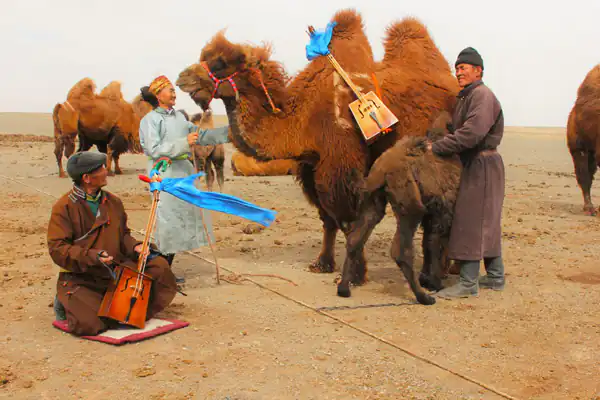 تعبیر خواب شتر در خانه برای زن متاهل و باردار و دختر مجرد از روانشناسی