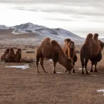 تعبیر خواب شتر برای دختر مجرد + زن متاهل و باردار و از روانشناسی