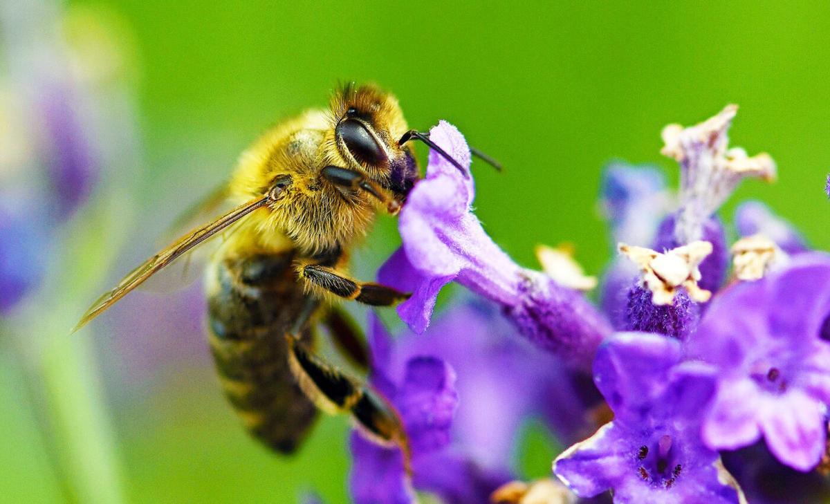 زنبورهای وحشی برای حفظ تنوع رژیم غذایی خود به سراغ گل‌های مختلف می‌روند