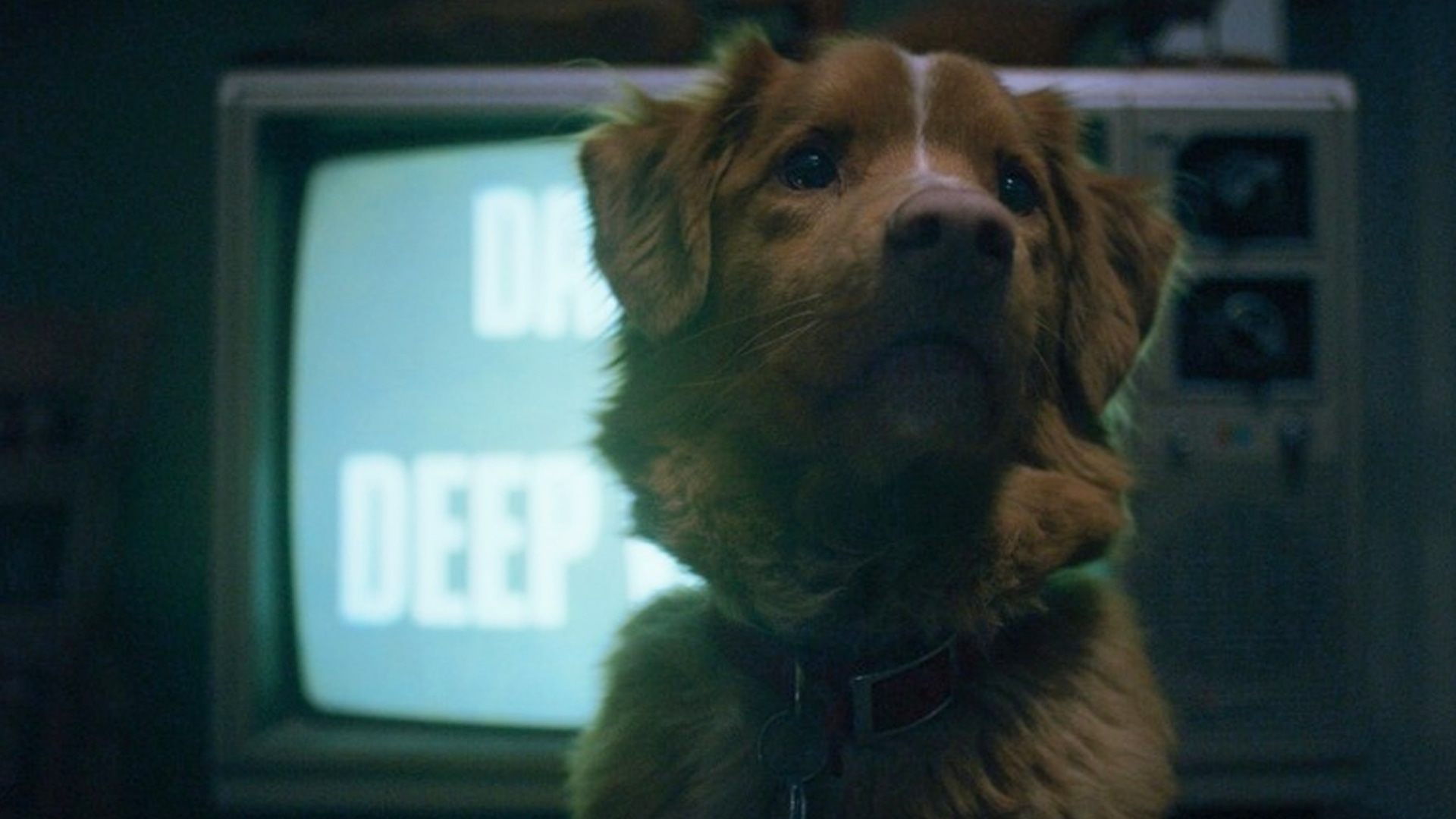 تریلر جدید فیلم Good Boy وحشت را از دید متفاوتی نشان می‌دهد