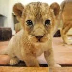 تعبیر خواب بچه شیر برای زن متاهل و باردار و دختر مجرد از روانشناسی
