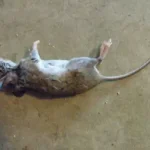تعبیر خواب موش کشتن برای زن متاهل و باردار و دختر مجرد از روانشناسی