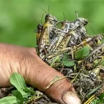 تعبیر خواب ملخ های زیاد برای زن متاهل و باردار و دختر مجرد از روانشناسی
