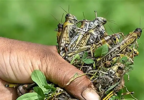 تعبیر خواب ملخ های زیاد برای زن متاهل و باردار و دختر مجرد از روانشناسی