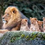 تعبیر خواب شیر حضرت یوسف برای زن متاهل و باردار و دختر مجرد از روانشناسی
