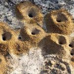 تعبیر خواب لانه مورچه + مورچه سیاه زیاد در خانه و مورچه زیاد روی بدن