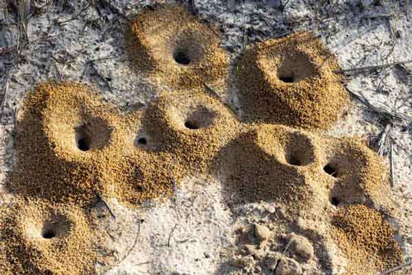 تعبیر خواب لانه مورچه + مورچه سیاه زیاد در خانه و مورچه زیاد روی بدن