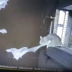 صحنه‌ای باورنکردنی: موش‌هایی که خفاش‌های در هوا را شکار می‌کنند!