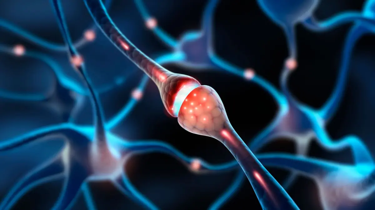 پایان اسرار نیم قرن علوم اعصاب: دوربین نانوی چین «بوسه نورون‌ها» را شکار کرد