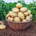 تعبیر خواب سیب زمینی خام ابن سیرین + حضرت یوسف و امام صادق