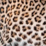 دلیل وجود خالها و خطوط روی بدن حیوانات چیست؟