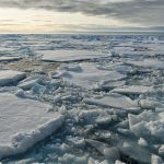 دانشمندان به طرز غیرمنتظره‌ای گونه‌ای از حیات را زیر یخ‌های قطب شمال کشف کردند